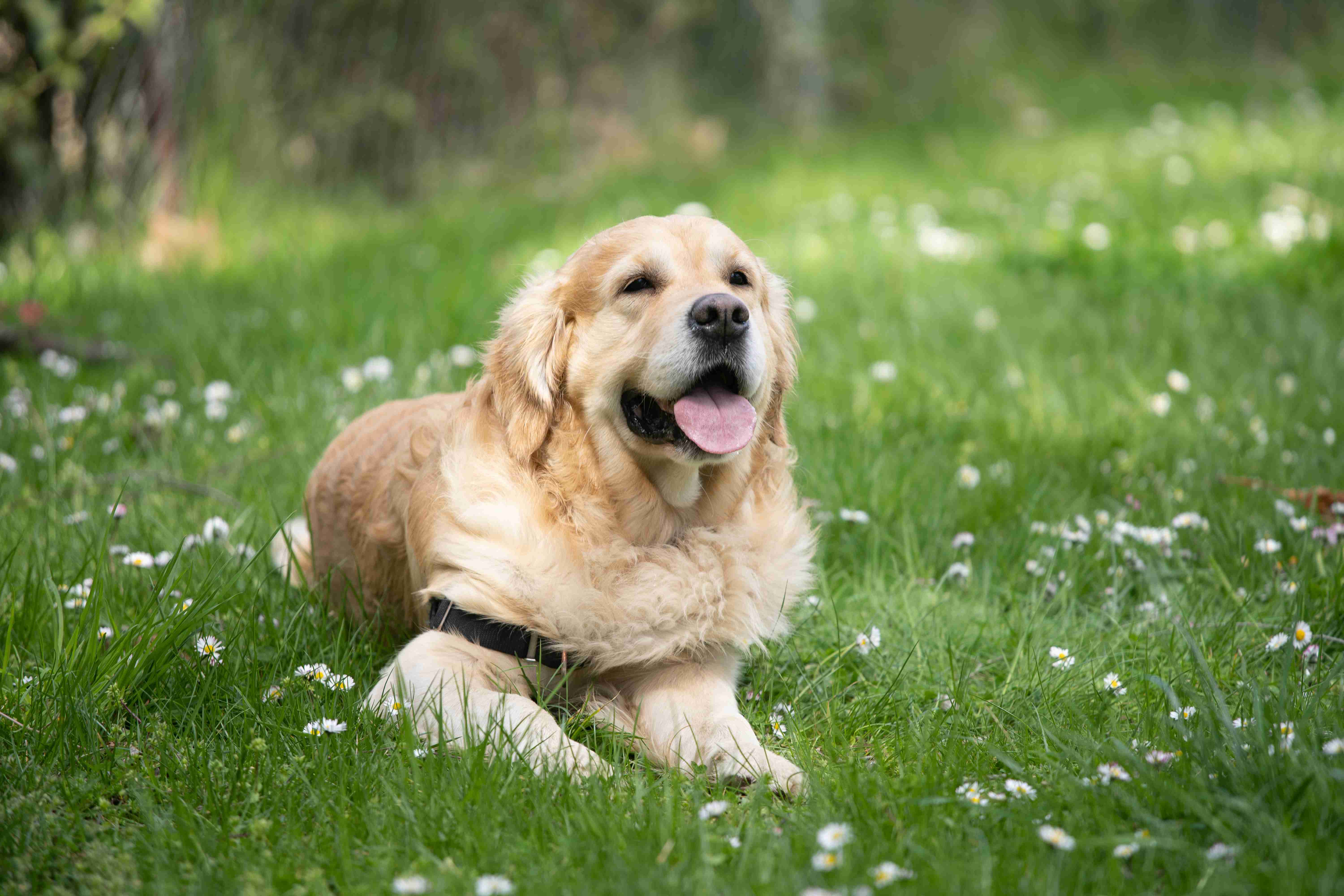 What are some signs of anxiety or stress in a Golden Retriever?